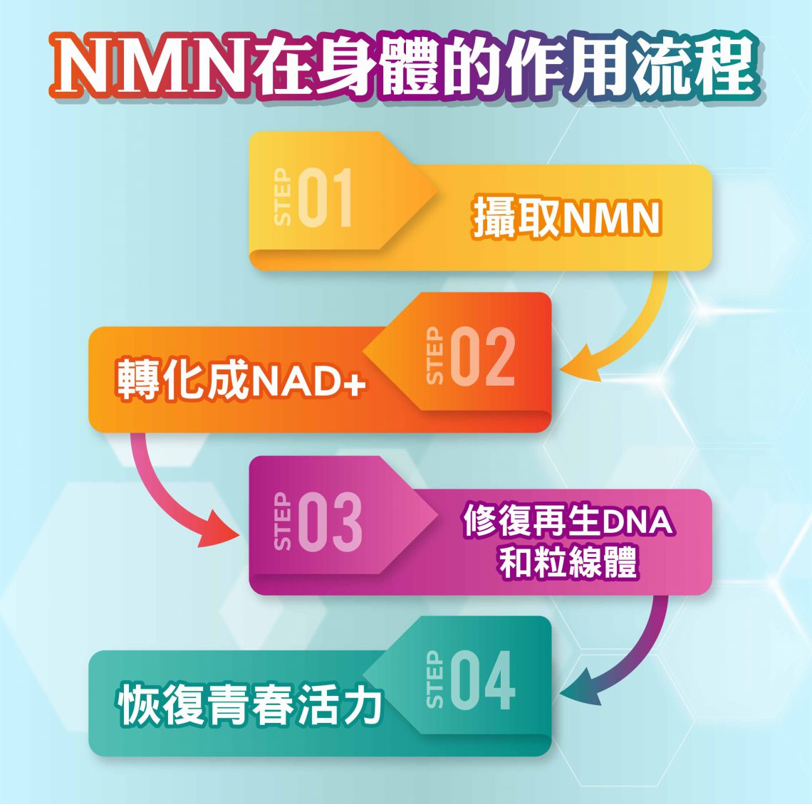 NMN作用流程